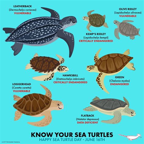 Pin By Meredith Seidl On Fun Animal Facts Sea Turtle Turtle Turtle Day