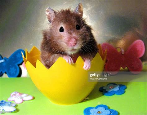 Syrian Hamster Sitting In An Easter Egg High Res Stock Photo Getty Images