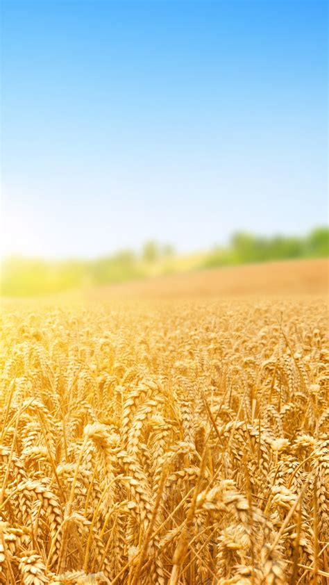 Wallpaper Wheat Field Nature Sky 4k Nature 15454