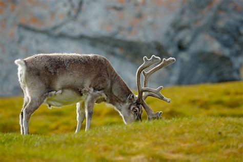 What Do Reindeer Eat All Natural Pet Care