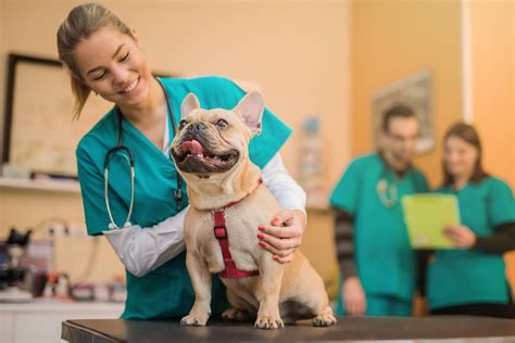 Medicina Veterinária Por Que Escolher Essa Carreira