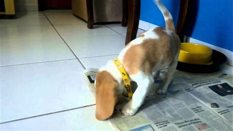 3 Months Beagle Puppy Training Diet And Tips For Caring