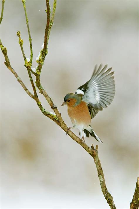 Male Chaffinch Taking Off Photograph By John Devriesscience Photo