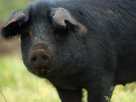 The Large Black Pig Is Perfect For Free Range Agriculture Monthly