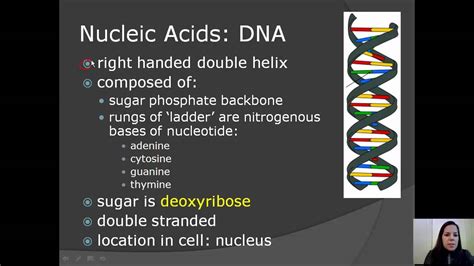 Unit C Nucleic Acids Youtube