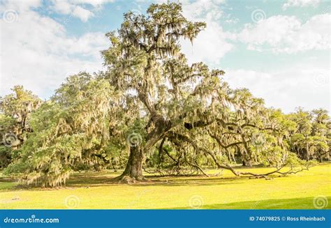 4675 Louisiana Trees Stock Photos Free And Royalty Free Stock Photos
