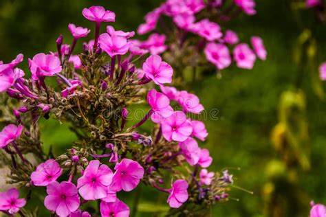 Pink Mountain Flower Stock Image Image Of Backgrounds 96569043