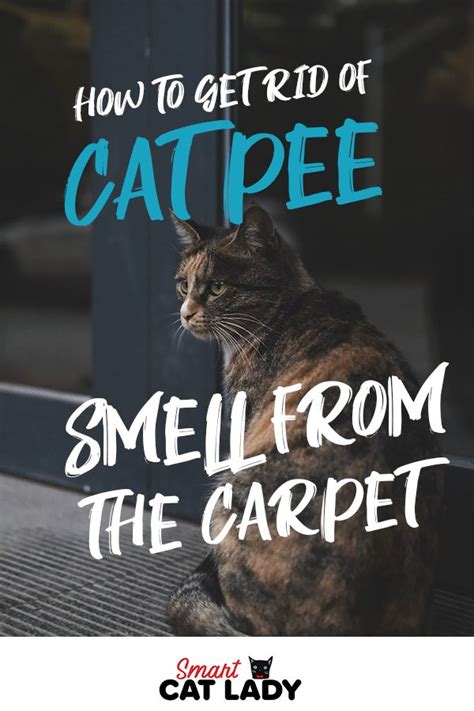 Blot up the urine if it's still wet. How to Get Rid Of Cat Pee Smell from Carpet | Cat pee ...