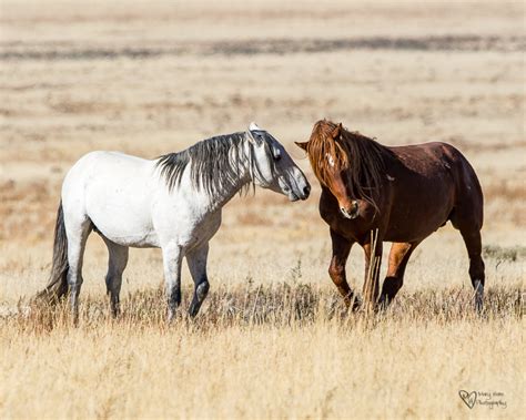 wild horse week fighting stallions tales   backroad