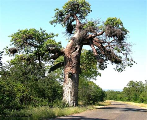 hughron — baobab in limpopo province rsa baobab limpopo tree