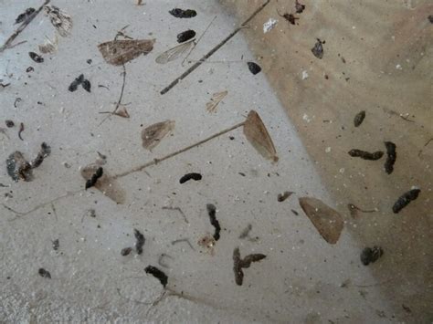 What Does Bat Poop Look Like Bat Droppings Identification Animal Hype