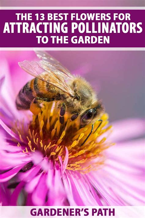 13 Best Flowers For Attracting Pollinators To The Garden Gardeners Path