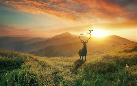 Sunset Deer Mountains Wallpapers Hd Wallpapers Id