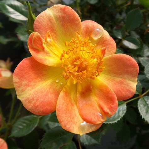 Shrub rose 'oso easy paprika'. Rosa OSO EASY Paprika - Buy Rose Shrubs Online