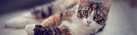 We believe in treating every patient as if they were our own pet. Dr. Kathy - Marcy Vet Clinic