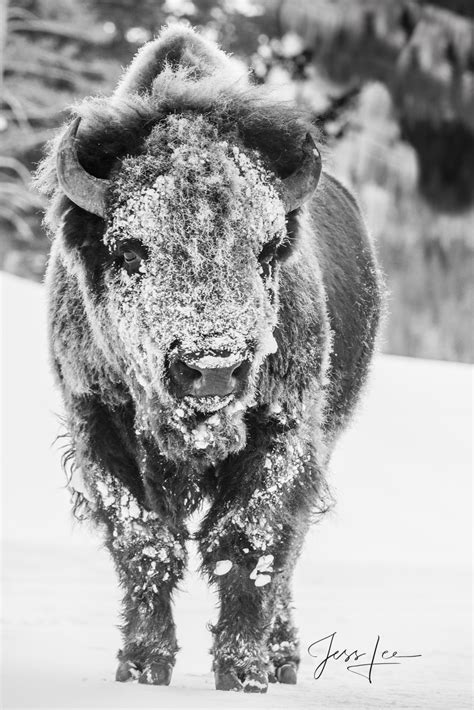 Frozen Buffalo 42 Yellowstone Wyoming Jess Lee Photography