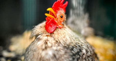 Cdc Says ‘do Not Kiss Or Snuggle Backyard Poultry
