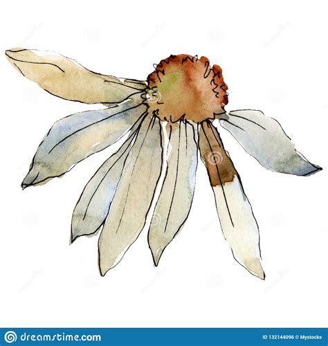 Daisy Flower Isolated Daisy Illustration Element Watercolor
