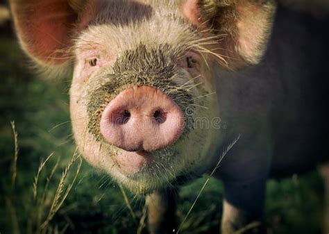 Pigs Snout Close Up Stock Image Image Of Farming Concept 124197501