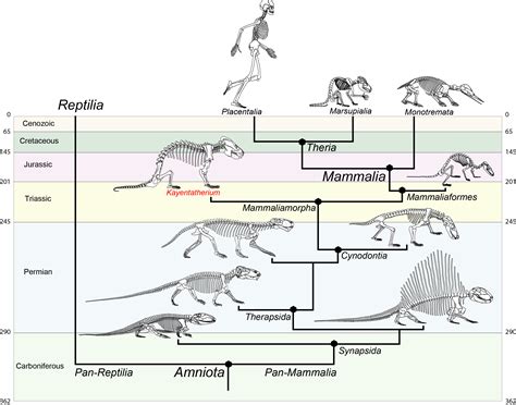 First Mammals On Earth Timeline