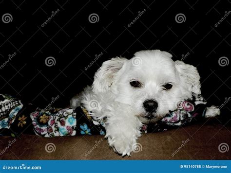 Cute Little Bored Puppy Stock Photo Image Of Furry Cute 95140788