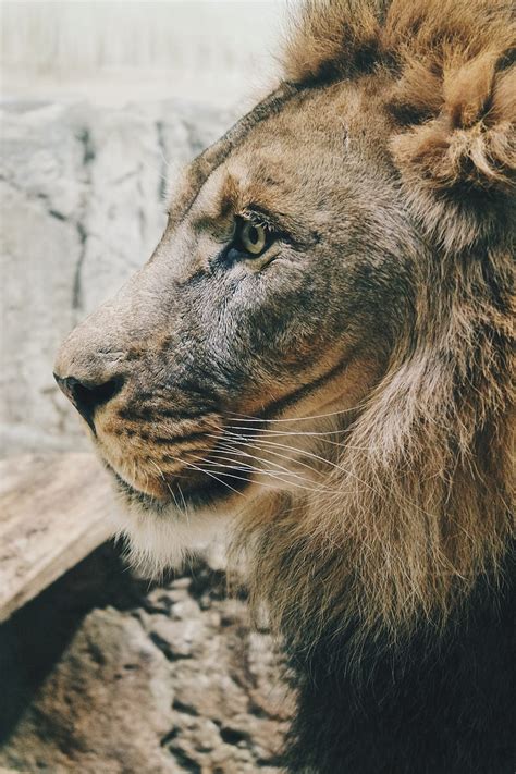 Lion Predator Profile Mane Sight King Of Beasts Big Cat Hd Phone