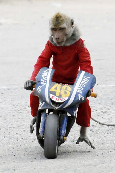 Check Out How This Monkey Gets Around Picture Amazing Animals From