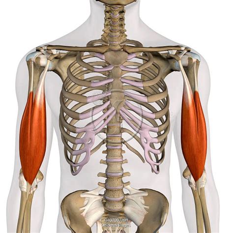 Biceps Brachii Anatomy