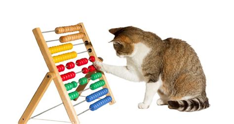 • legen sie ihr gerät auf eine flache oberfläche in der nähe ihrer katze. Katzenspielzeug - Spielspaß mit Spielzeug für Katzen