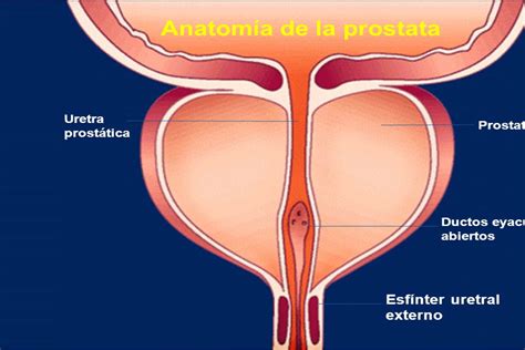 Anatom A De Pr Stata