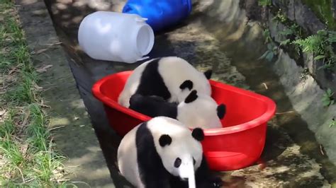A Tub Full Of Cute Panda Cubs 0720 Youtube
