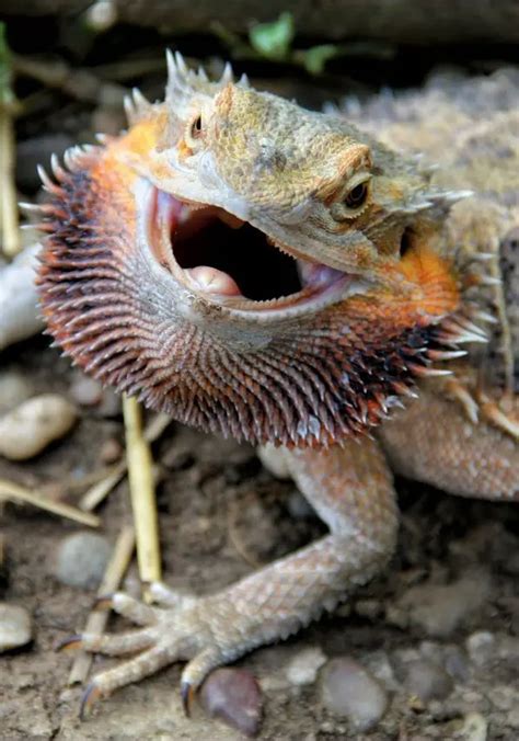 How Big Do Bearded Dragons Get The Different Life Stages Of Beardies