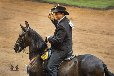Five Things To Know About Paso Finos Us Equestrian