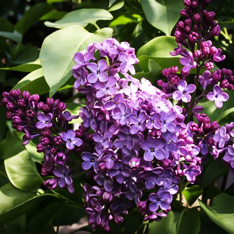 Charles Joly Lilac For Sale Online The Tree Center