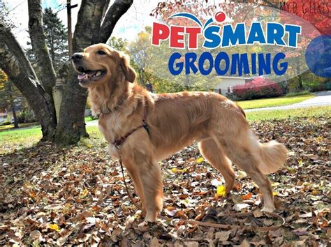 Buy hill's cat food and get the best deals at the lowest prices on ebay! PetSmart Grooming Review - Looking Sharp, Feeling Good!
