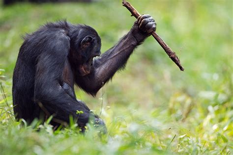 Bonobos use a range of tools like stone-age humans - life - 07 July