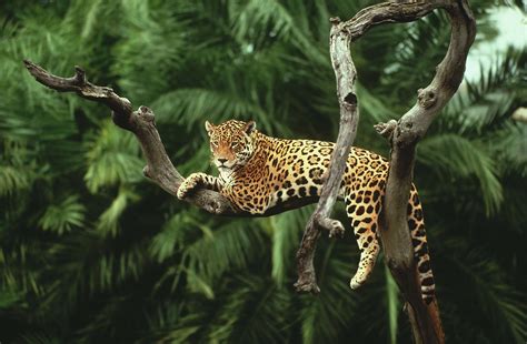 Jaguar - Forest And Wildlife Conservation - 4648x3042 - Download HD ...