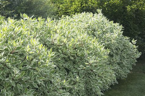 There are 839 flower bush white for sale on etsy, and they cost £11.85 on average. Dogwood, Variegated Red Twig has lush pale green leaves ...