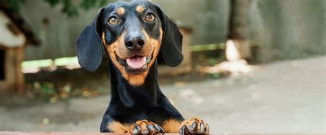 About The Breed Dachshund Highland Canine Training Ph