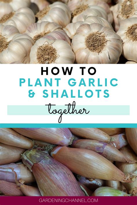 In my experience, many plants grow much more quickly after they're planted in the ground. Pin on How to Grow Vegetable Garden