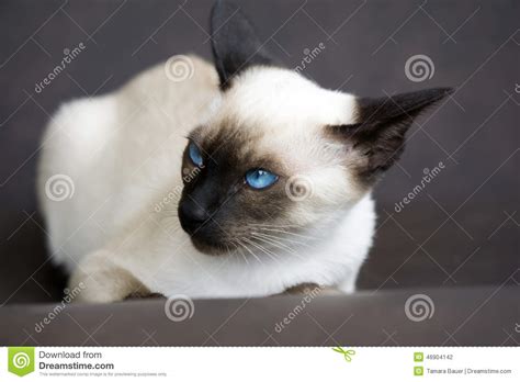 Angry Siamese Kitten Stock Photo Image 46904142