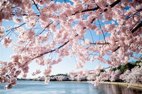 Washington Dc Cherry Blossom Peak Bloom Forecasts