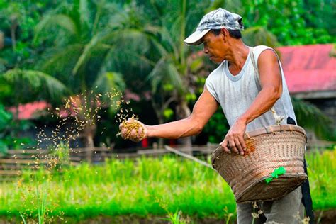 Ways To Improve The Lives Of Filipino Farmers