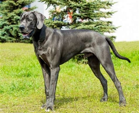 Occasionally referred to as the button. Blue Great Dane: Info, Pictures, and Personality Traits ...