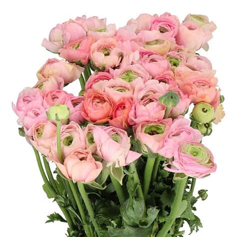 Ranunculus Elegance Pastel Pink Ex 40cm Wholesale Dutch Flowers