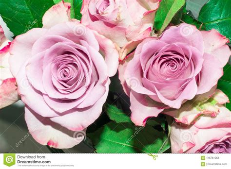 Beautiful Fresh Purple Roses With Green Leaf Stock Photo Image Of