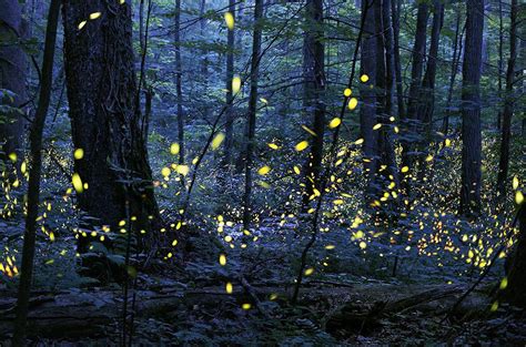 Fireflies On The Great Smoky Mountains Simplemost