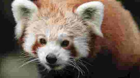 Fugitive Red Panda Finally Found And Returned After Dramatic Rescue
