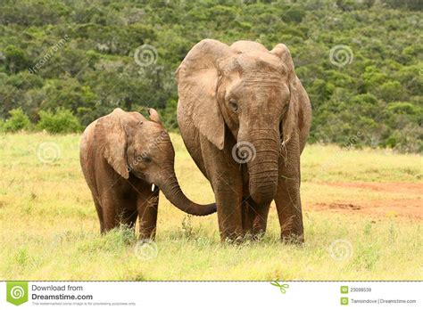 Mother And Baby African Elephant Royalty Free Stock Images