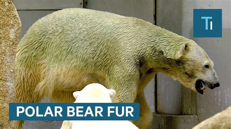 The True Color Of Polar Bear Fur Explained Videos